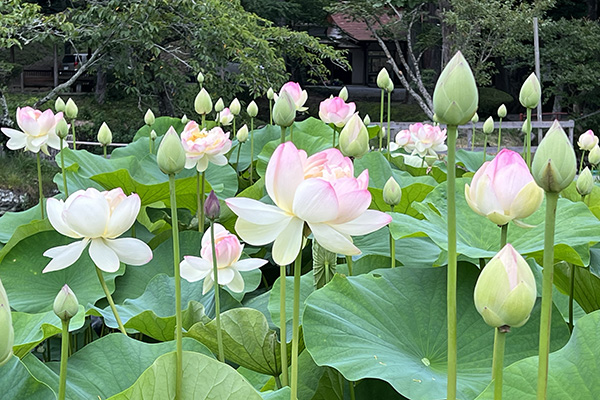 たな池