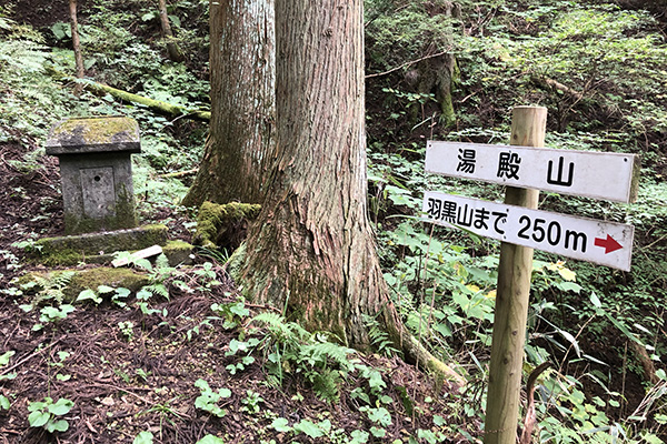 山の上遊歩道